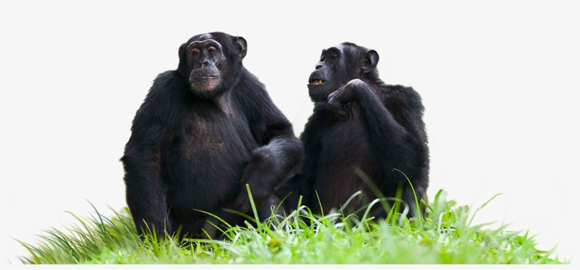 Chimp-uganda, transparent png