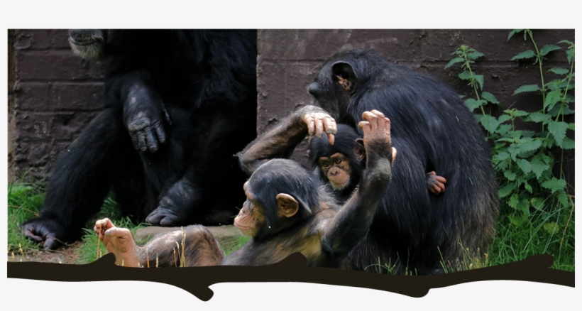 Chimpanzee, transparent png