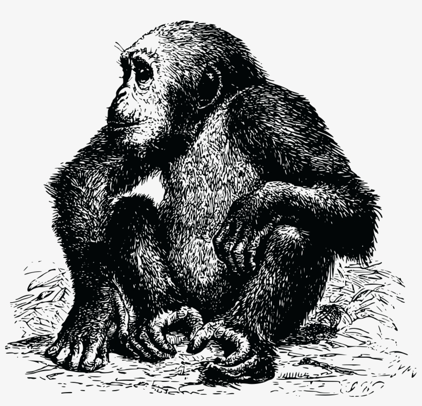 Chimpanzee Picture Black And White 4000x3662 PNG Download PNGkit