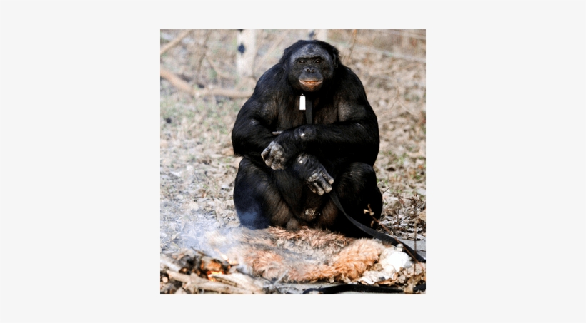 Bonobo Chimp Can Light A Fire - Orang Utan Lg Masak, transparent png