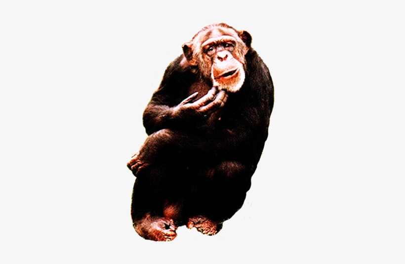 Chimpanzee Clipart - Cute Ape Funny Chimpanzee Journal, transparent png