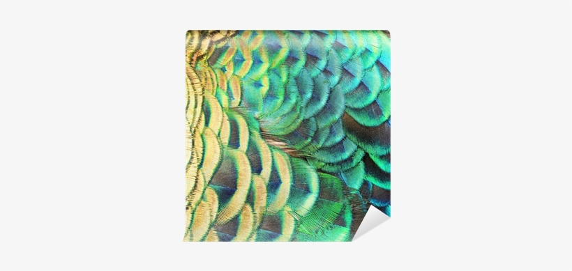 Feather, transparent png