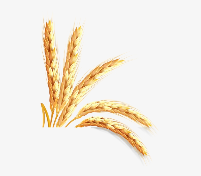 Assista Nosso Vídeo Institucional - Golden Seed, transparent png