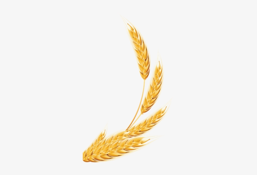 Linhas De Produtos - Wheat Clipart, transparent png