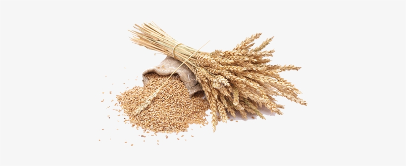 La Otra Opción Pasa Por El Empleo De Cantidades Mucho - Grain Png, transparent png