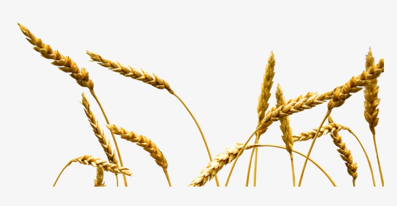 Trigo - Transport, transparent png