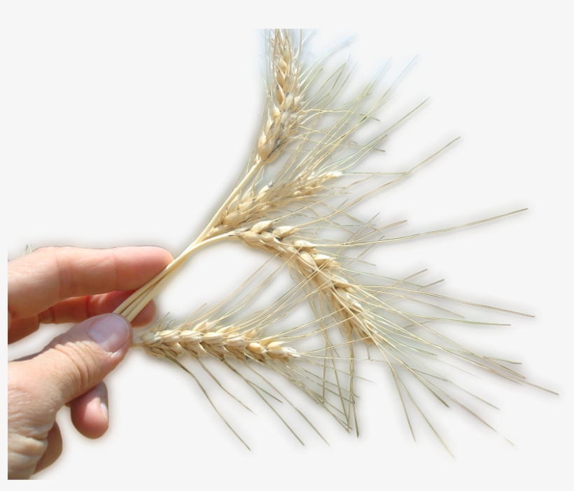 Con - Mano Con Trigo Png, transparent png
