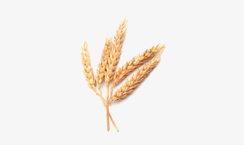 Em 2012 Acontece Um Dos Marcos Mais Importantes E Históricos - Einkorn Wheat, transparent png