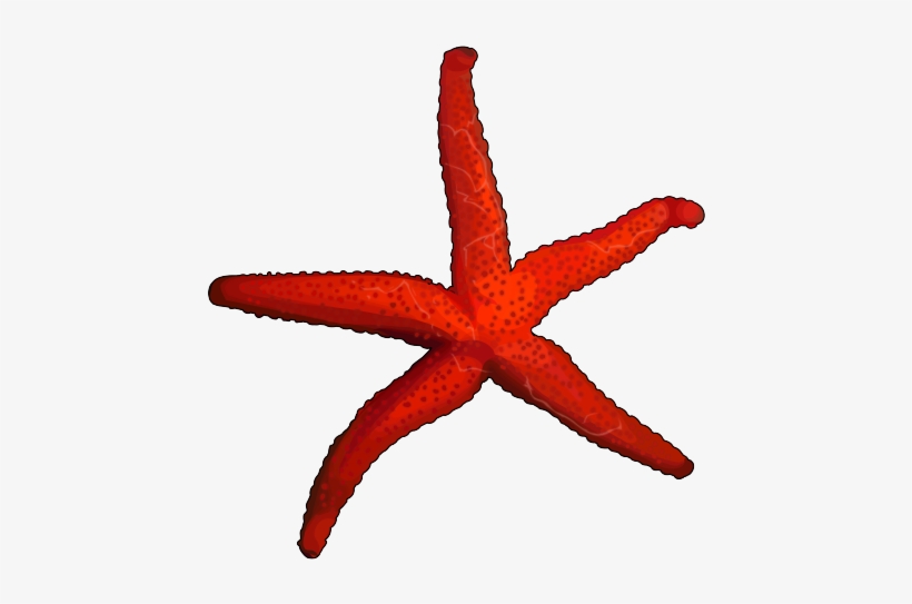 Estrella De Mar - Equinodermos Png, transparent png