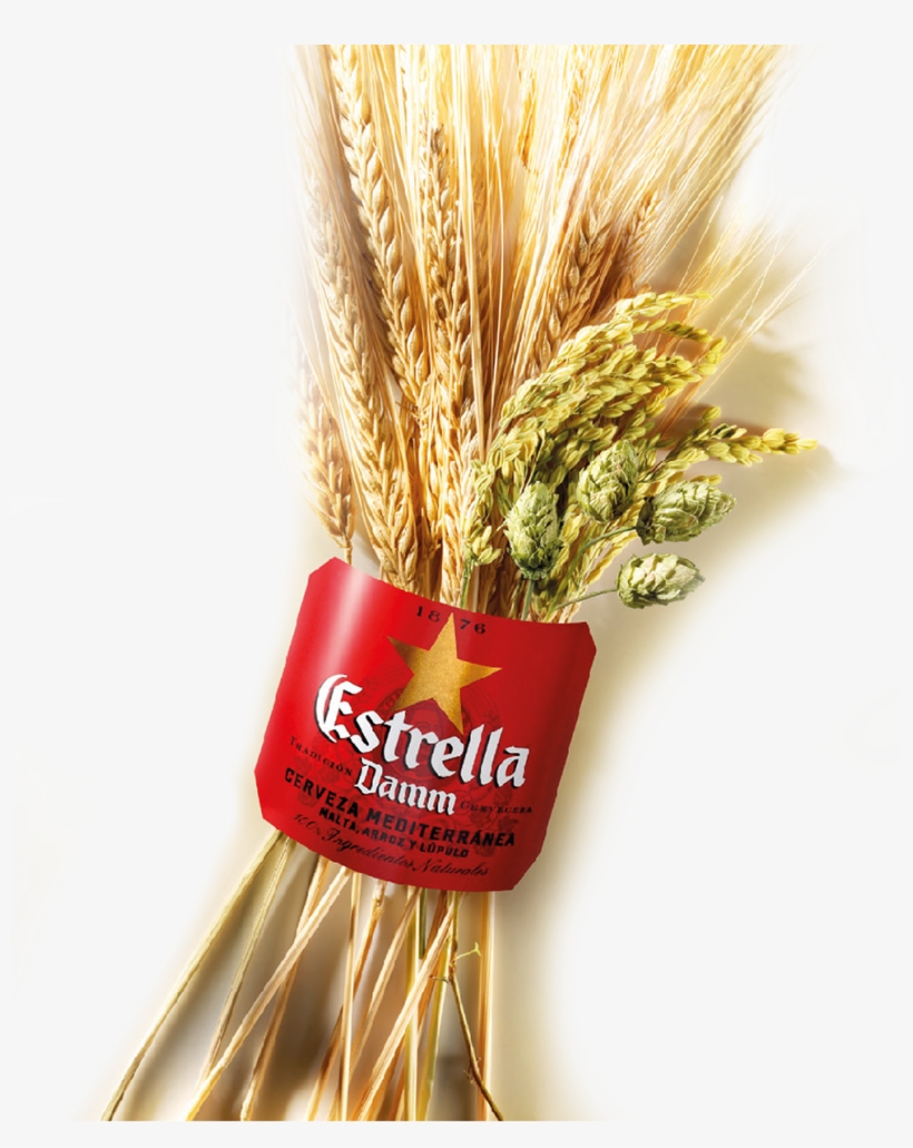 Since Then, Estrella Damm Has Been Brewed Using The - Imagenes De Estrella Damm, transparent png