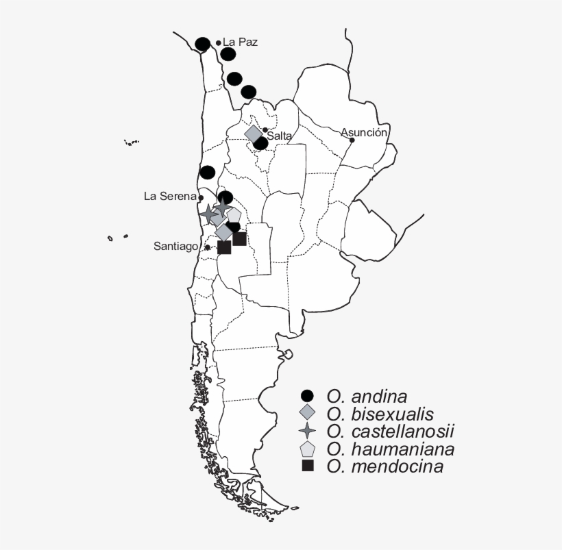 Distribution Of Oxychloë In South America - Line Art, transparent png