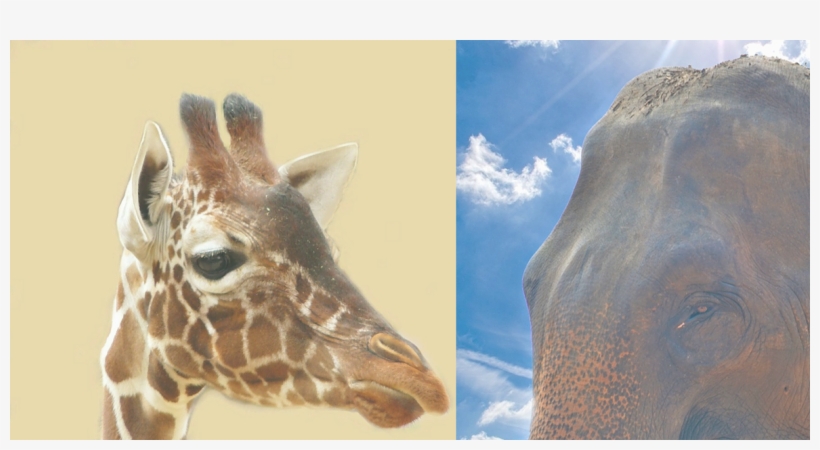 Canelo-100x100 - Giraffe, transparent png