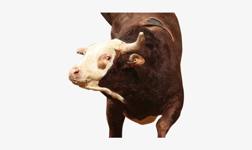 Time Bomb - Bull, transparent png