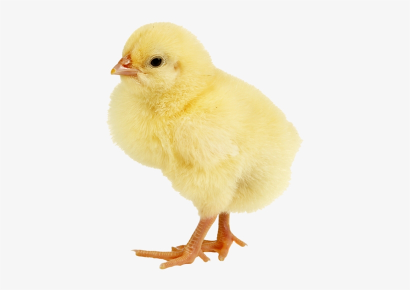 Baby Ducks, Animals Images, Animals For Kids, Entourage, - Poules Png, transparent png