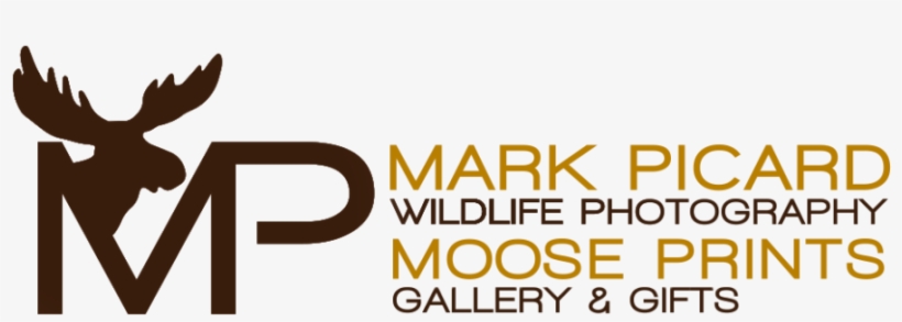 Moose Prints Logo - Graphic Design, transparent png