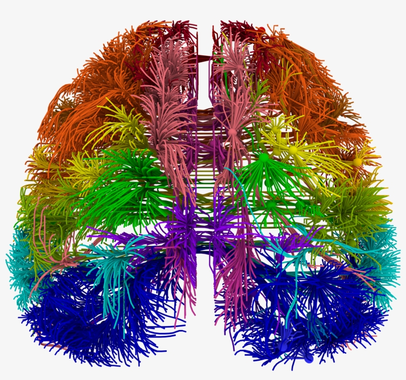 Wiring Of Brain, transparent png