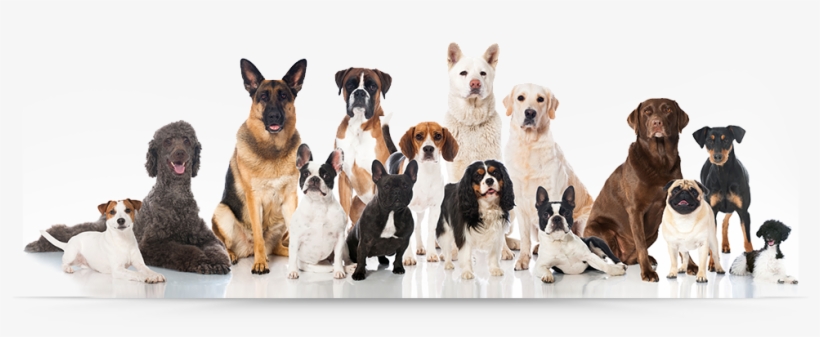 Bowzers B Pet Grooming - Group Of Dog Breeds, transparent png