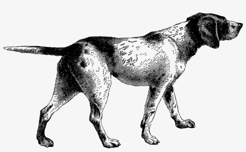 Pointer Dog Clip Art - German Shorthaired Pointer Clipart, transparent png