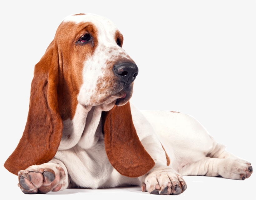 Basset Hound Free Download Png - Basset Hound Dog T Shirt I Love Like Basset Hound, transparent png