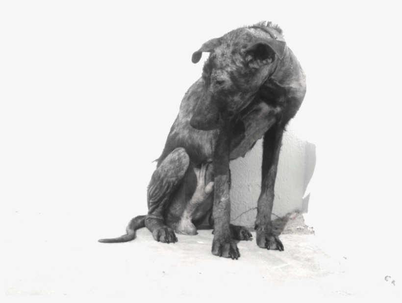 Abandoned Dog Png - Dog, transparent png