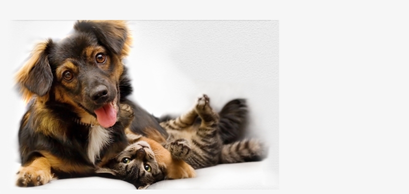 Png - Cat And Dog .png, transparent png