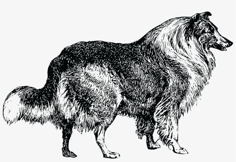 , , - Collie Dog Clip Art Black And White, transparent png