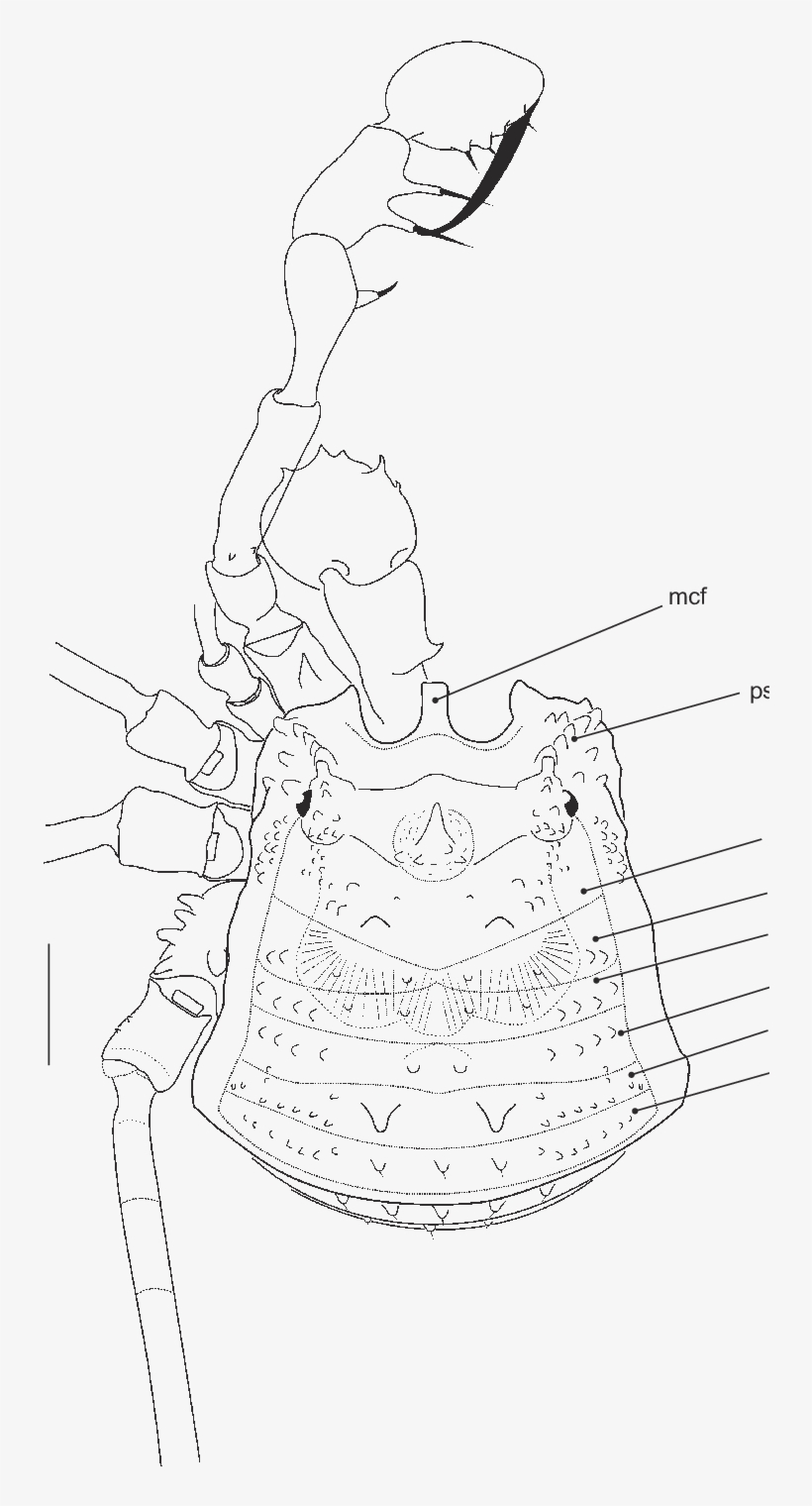 Female Lectotype , From Espiritu Santo, Vanuatu - Line Art, transparent png