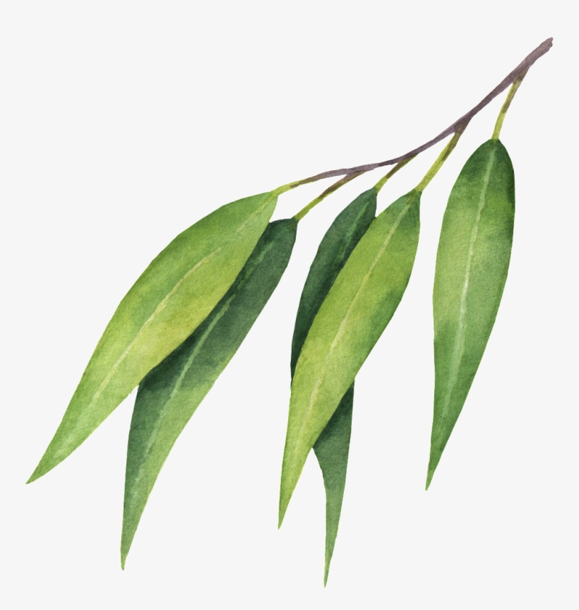 Bay Laurel, transparent png