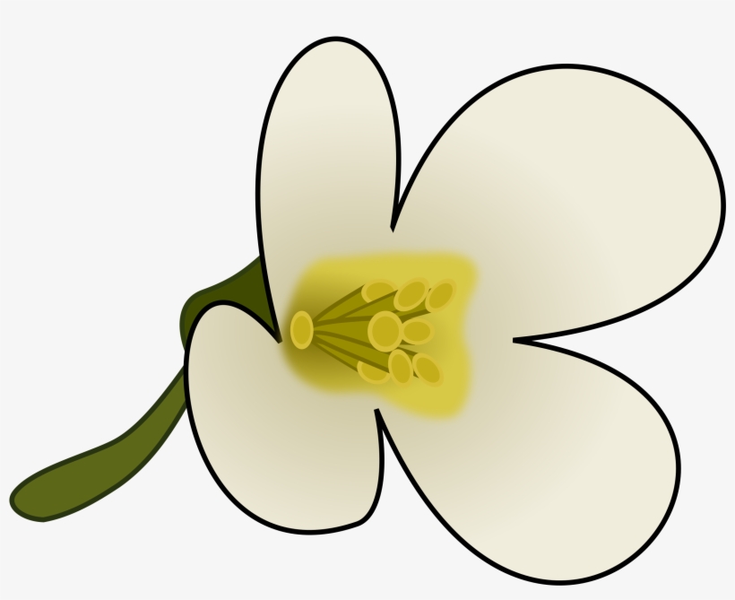 This Free Icons Png Design Of Thaliana Flower, transparent png