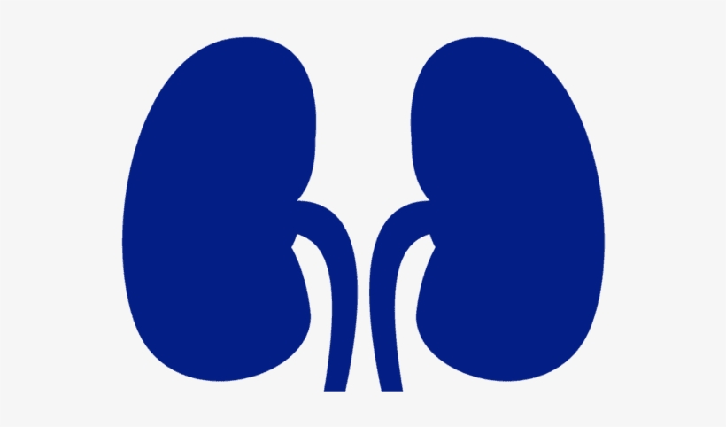 Kidney Transplant - Kidney Image Blue, transparent png