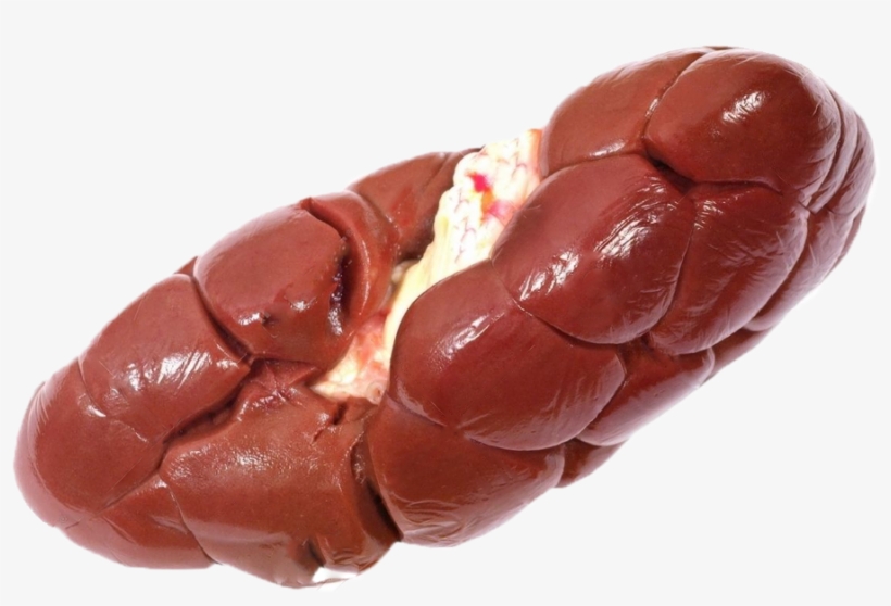 Kidney - Cow Kidney Png, transparent png