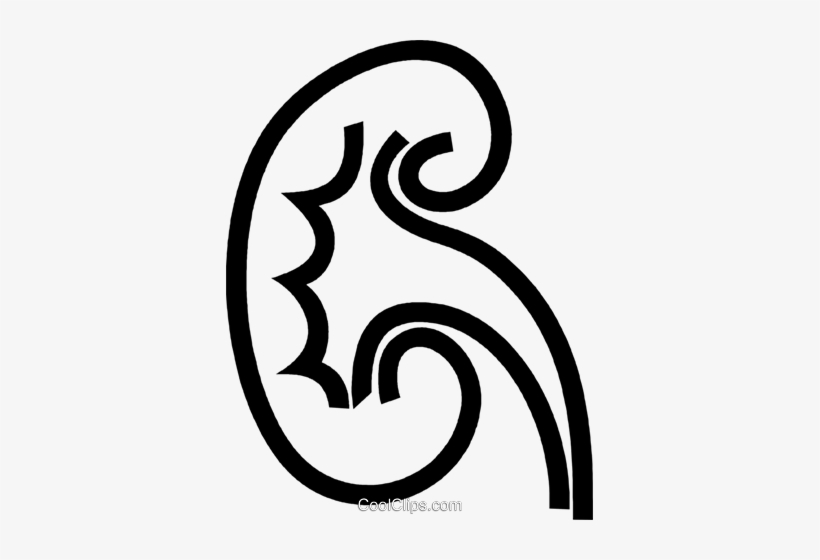 Human Kidney Royalty Free Vector Clip Art Illustration - Kidney Clip Art, transparent png