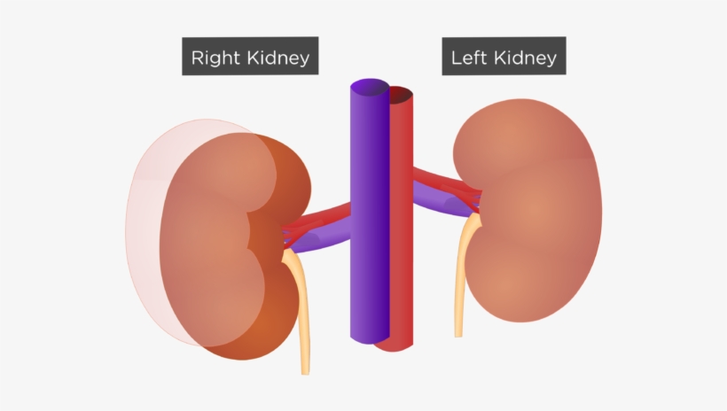 Kidney, transparent png