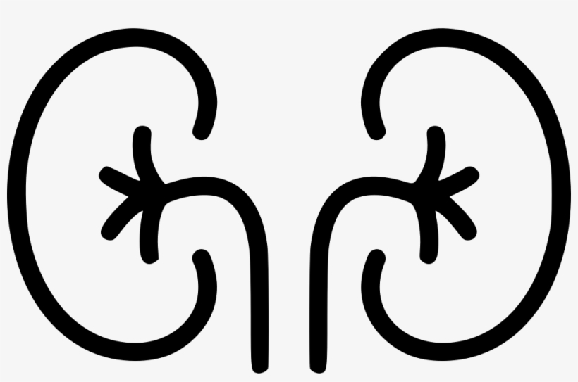 Kidney Organ Excretory System Anatomy Urine Comments - Png Organs Icons, transparent png