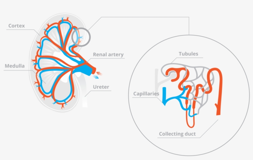 Capillaries Bring Blood To The Kidney Tubules To Be - Kidney, transparent png