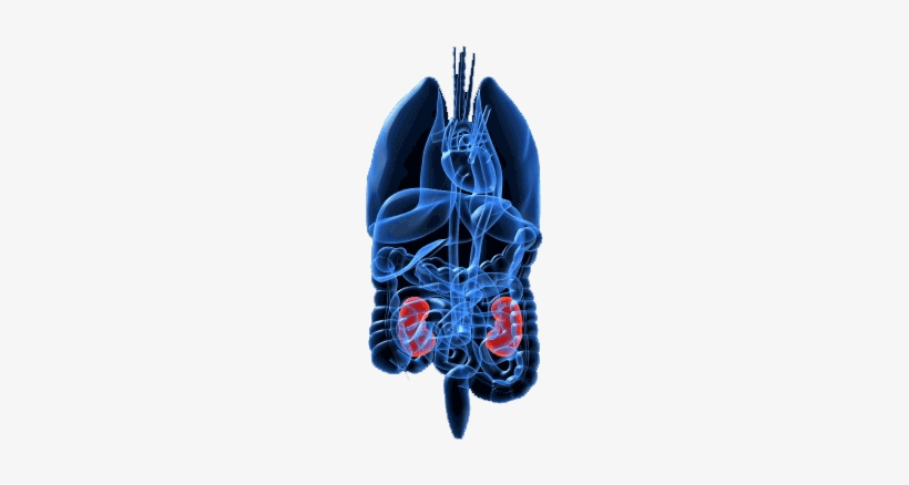 Kidney - Sabiston And Spencer Surgery Of The Chest, transparent png
