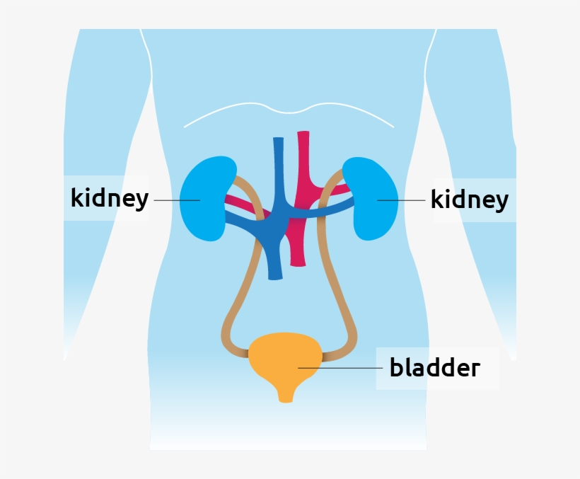 Kidney Situated In The Torso - Graphic Design, transparent png