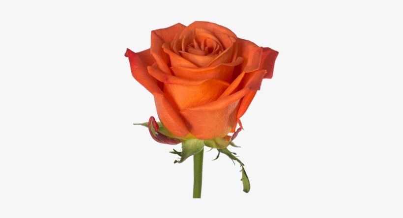Orange Crush - Crush, transparent png