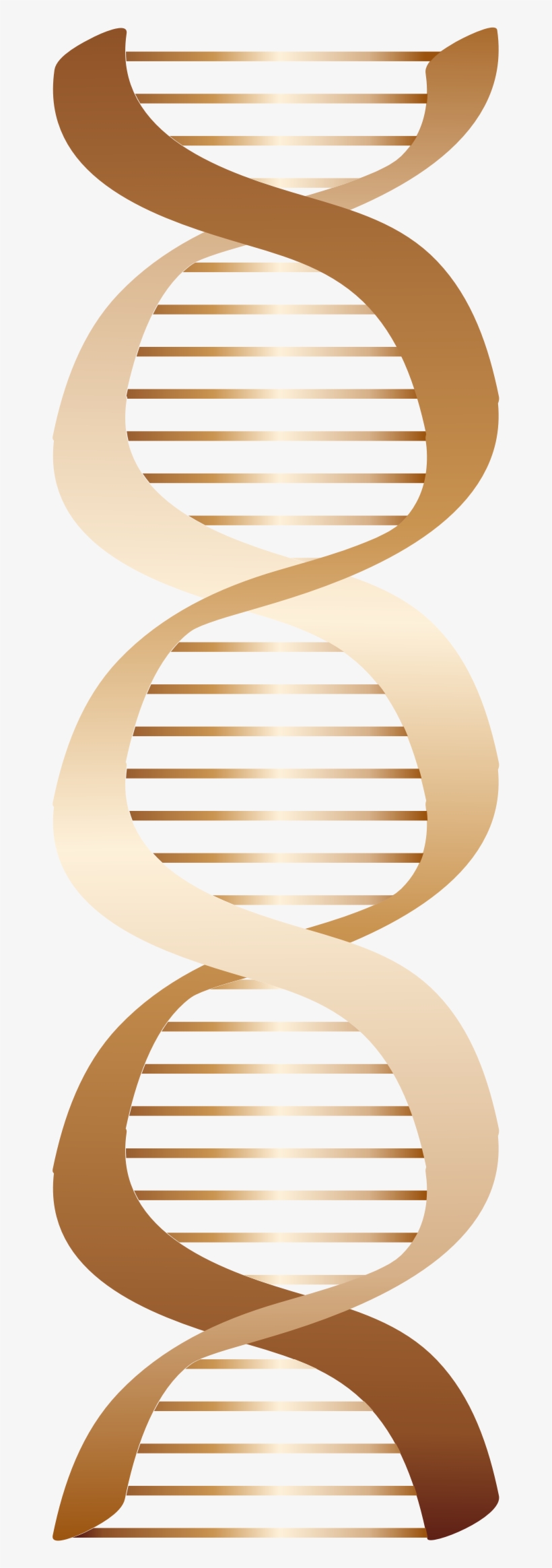 Big Image - Dna Png Brown, transparent png