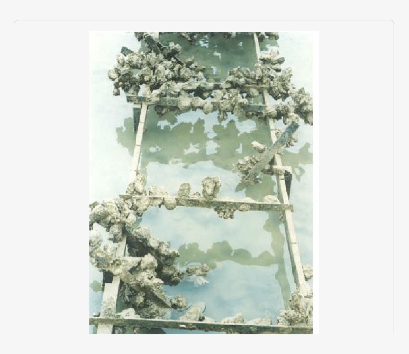 Sediment Accumulation Beneath Oyster Racks - Sediment, transparent png