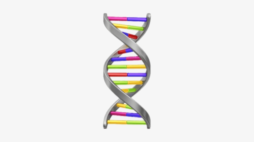 Dna String Vertical Png - Genealogical Dna Test, transparent png
