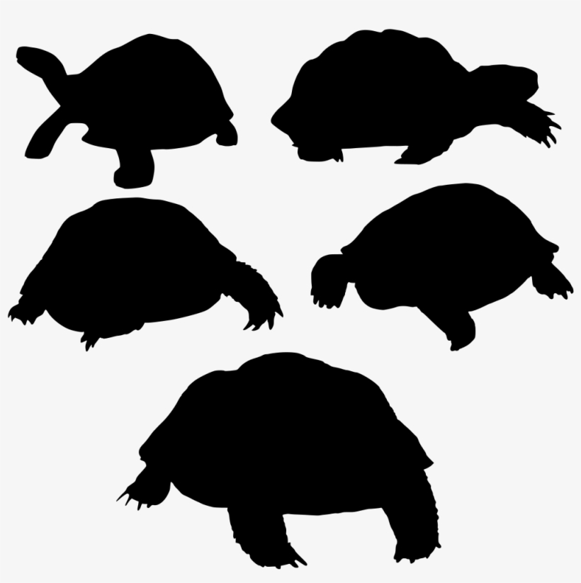 Download Png - Turtle, transparent png