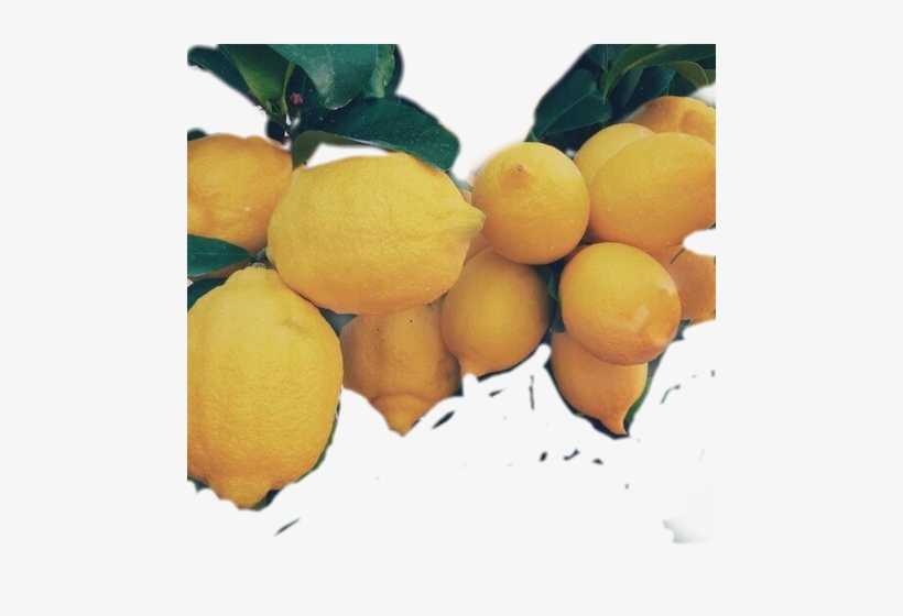 Zitronenobstbaum Poster, transparent png