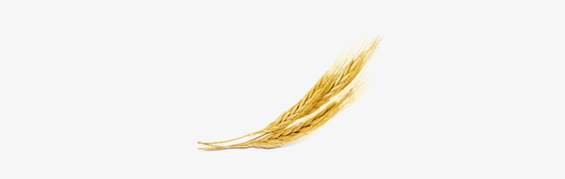 2 Robs Barley Icon Copy 2nd Version - Icon, transparent png