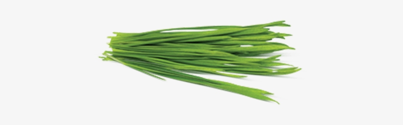Barley Grass - Barley, transparent png