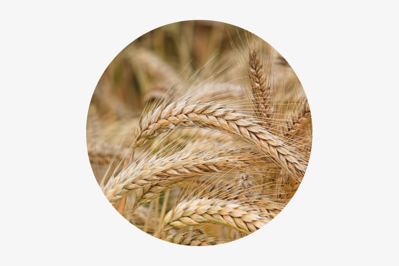 Barley Transparent Background - Wheat, transparent png
