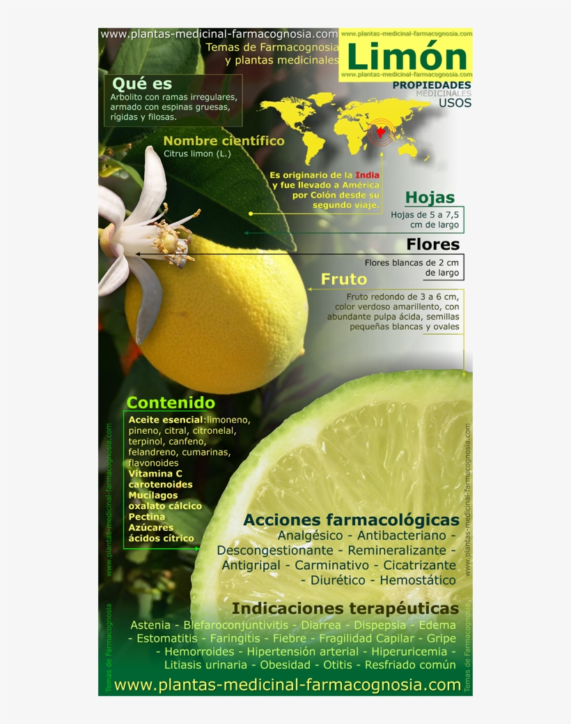 Propiedades Del Limón - Lemon Tree Medicinal Uses, transparent png