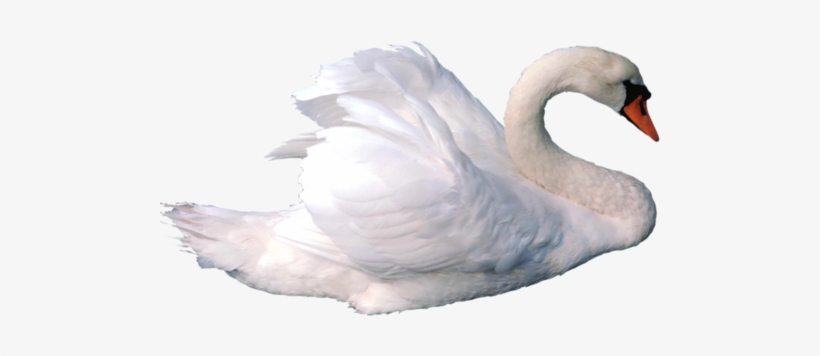 Download Amazing High-quality Latest Png Images Transparent - Swan Png, transparent png
