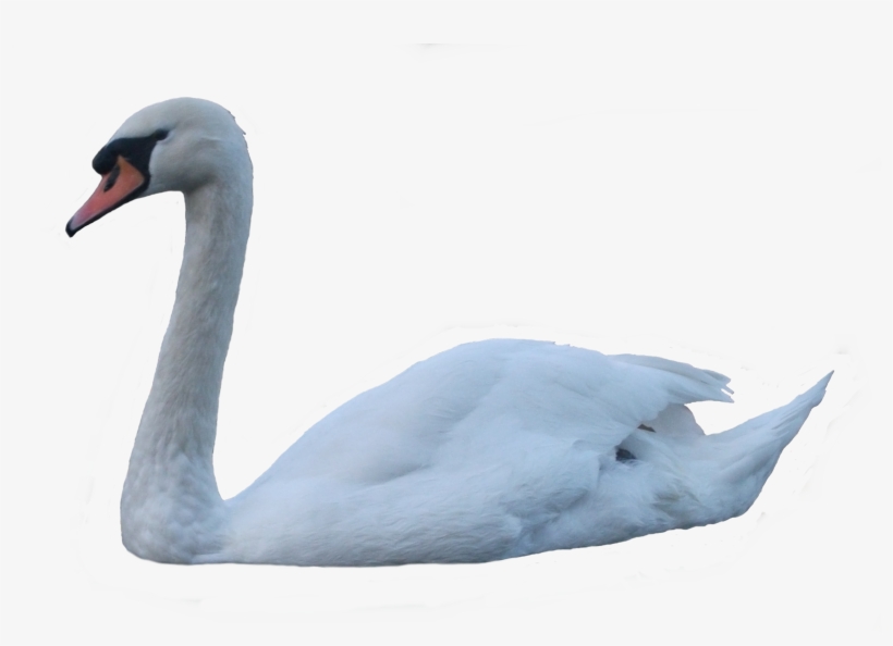 Swan Png - Swan Transparent, transparent png