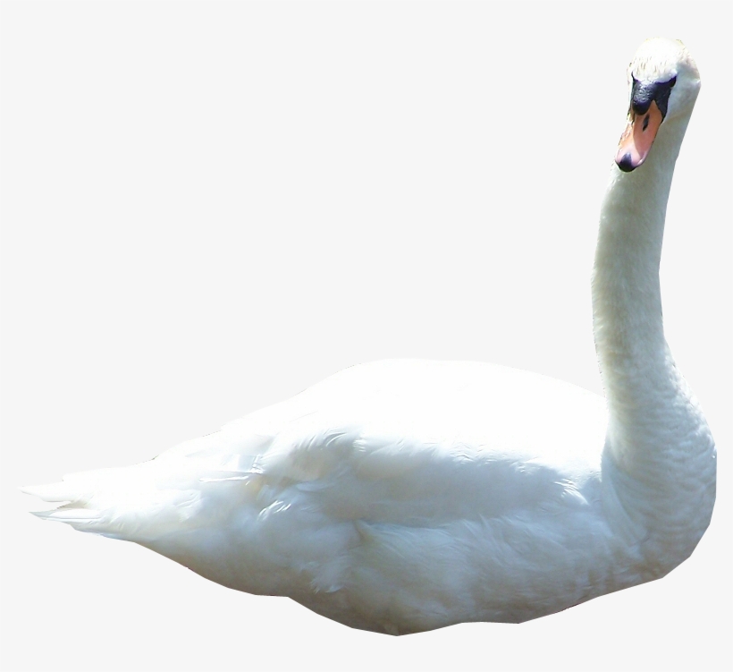 Swan Png File - Cygnini, transparent png
